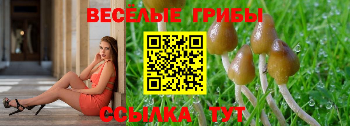 Волхов  сколько стоит  Вход с VPN  Галлюциногенные грибы Psilocybine cubensis 